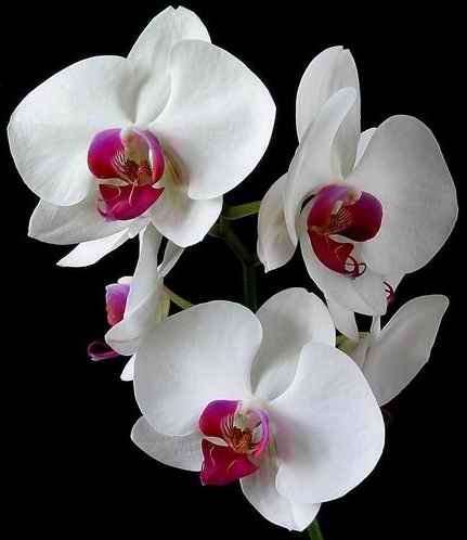 легенды о цветах орхидеи