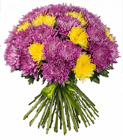 51 фиолетовая и желтая крупная хризантема - Фото 1