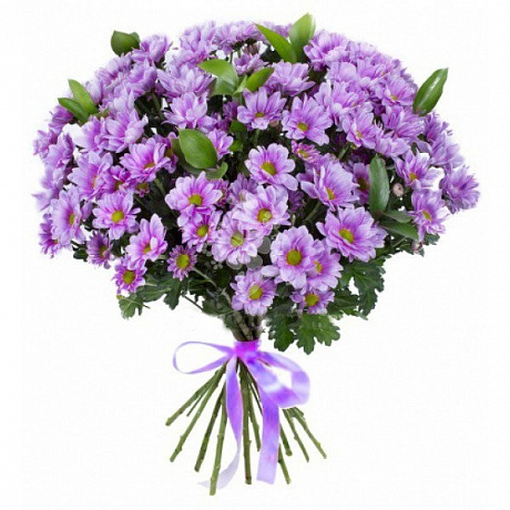 Фиолетовые хризантемы Вельвет - Фото 1
